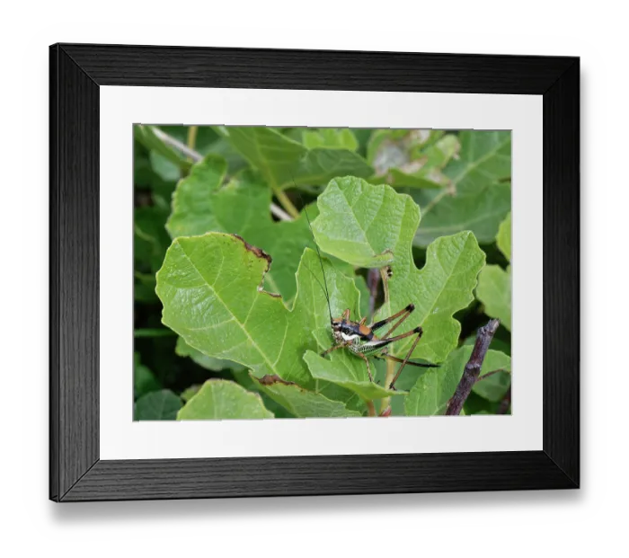Framed Print : Chabrier's bush cricket (Eupholidoptera chabrieri garganica) female, sunning on coastal vegetation, Corfu, Greece. May Framed Print : Chabrier's bush cricket (Eupholidoptera chabrieri garganica) female, sunning on coastal vegetation, Corfu, Greece. May