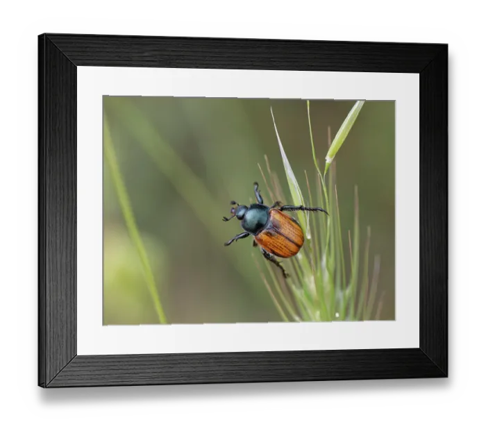 Framed Print : Shining leaf chafer (Anisoplia cf.tempestiva) resting on a grass flowerhead, Corfu, Greece. May Framed Print : Shining leaf chafer (Anisoplia cf.tempestiva) resting on a grass flowerhead, Corfu, Greece. May