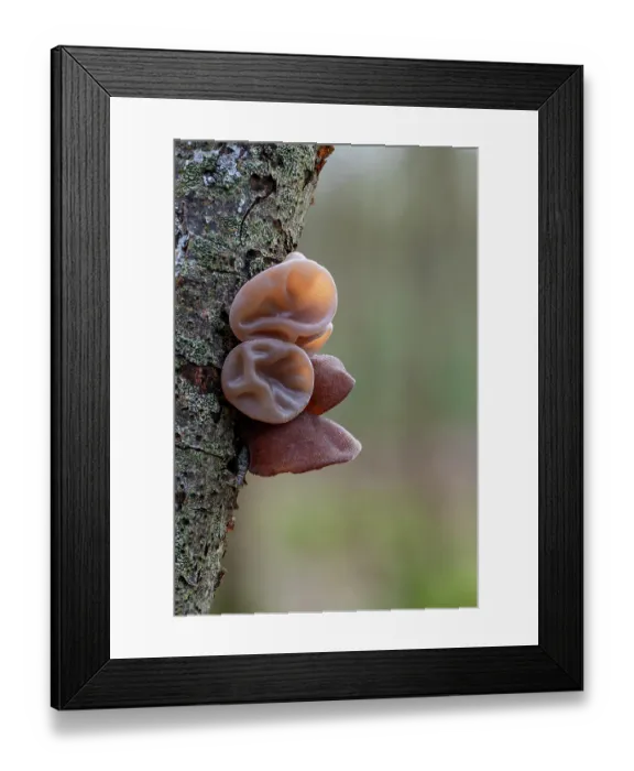Framed Print : Jelly ear fungus (Auricularia auricula-judae) growing on a branch, Loughgall Country Park, County Armagh, Northern Ireland, UK. February