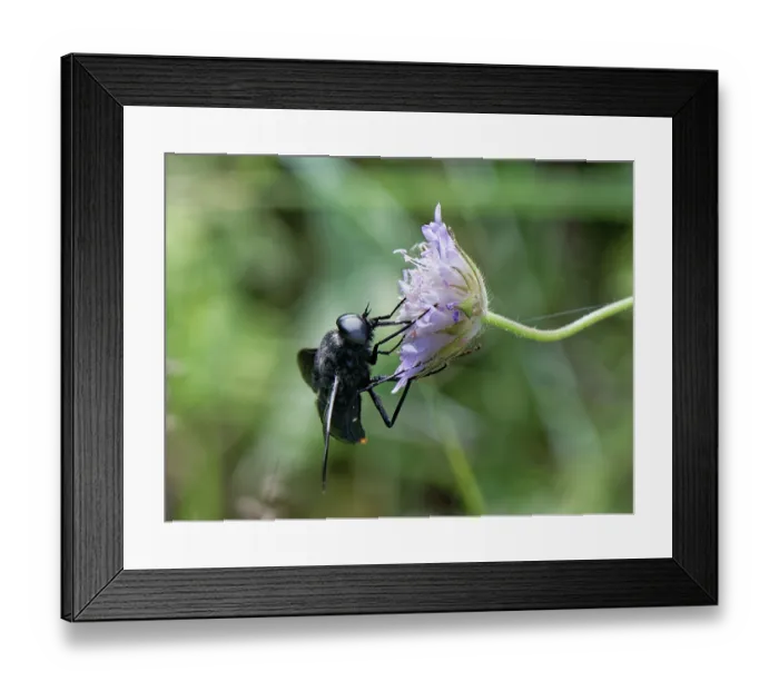 Framed Print : Horse fly (Pangonius funebris) nectaring on a Sweet scabious (Scabiosa atropurpurea) flowerhead, Corfu, Greece. May Framed Print : Horse fly (Pangonius funebris) nectaring on a Sweet scabious (Scabiosa atropurpurea) flowerhead, Corfu, Greece. May