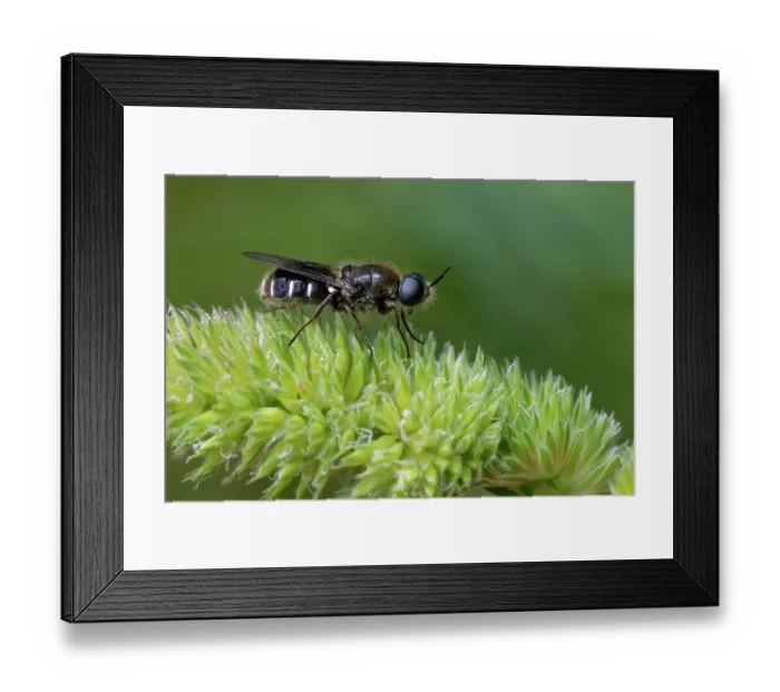Framed Print : Soldier fly (Lasiopa sp.) sunning on coastal vegetation, Corfu, Greece. May Framed Print : Soldier fly (Lasiopa sp.) sunning on coastal vegetation, Corfu, Greece. May
