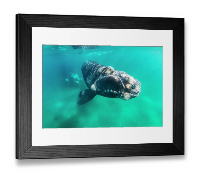 Framed Print : Southern right whale (Eubalaena australis) calf swimming underwater, Golfo Nuevo, Peninsula Valdez, Chubut Province, Argentina, Atlantic Ocean