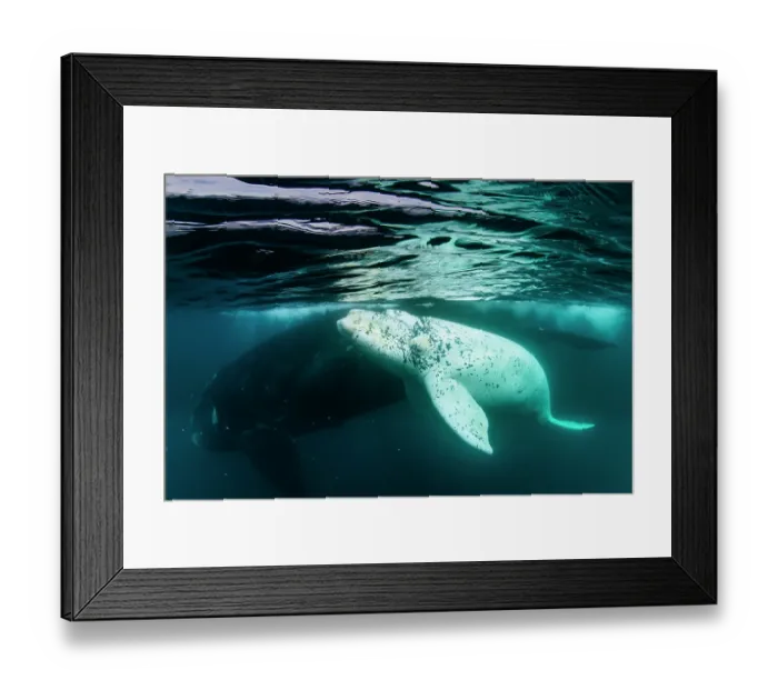 Framed Print : Southern right whales (Eubalaena australis) leucistic calf swimming next to its mother, Golfo Nuevo, Peninsula Valdez, Chubut Province, Argentina, Atlantic Ocean Framed Print : Southern right whales (Eubalaena australis) leucistic calf swimming next to its mother, Golfo Nuevo, Peninsula Valdez, Chubut Province, Argentina, Atlantic Ocean