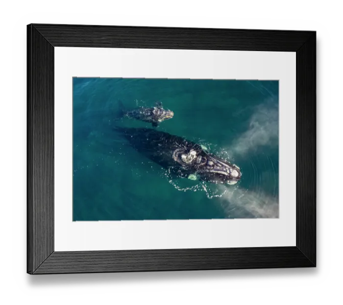 Framed Print : Aerial view of Southern right whales (Eubalaena australis) female and calf surfacing, Golfo Nuevo, Peninsula Valdez, Chubut Province, Argentina, Atlantic Ocean Framed Print : Aerial view of Southern right whales (Eubalaena australis) female and calf surfacing, Golfo Nuevo, Peninsula Valdez, Chubut Province, Argentina, Atlantic Ocean