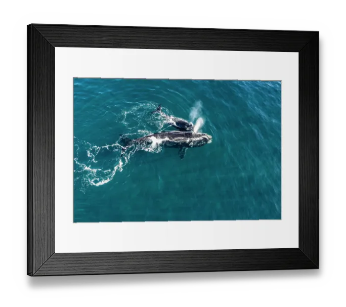 Framed Print : Aerial view of Southern right whales (Eubalaena australis) female and calf swimming together at water surface, Golfo Nuevo, Peninsula Valdez, Chubut Province, Argentina Framed Print : Aerial view of Southern right whales (Eubalaena australis) female and calf swimming together at water surface, Golfo Nuevo, Peninsula Valdez, Chubut Province, Argentina