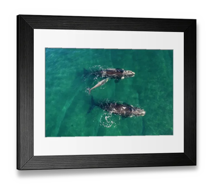 Framed Print : Aerial view of Southern right whales (Eubalaena australis) female with small calf and escort, Golfo Nuevo, Peninsula Valdez, Chubut Province, Argentina, Atlantic Ocean Framed Print : Aerial view of Southern right whales (Eubalaena australis) female with small calf and escort, Golfo Nuevo, Peninsula Valdez, Chubut Province, Argentina, Atlantic Ocean