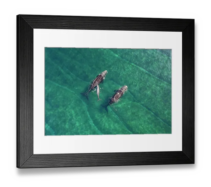 Framed Print : Aerial view of Southern right whales (Eubalaena australis) female with small calf and escort, Golfo Nuevo, Peninsula Valdez, Chubut Province, Argentina, Atlantic Ocean Framed Print : Aerial view of Southern right whales (Eubalaena australis) female with small calf and escort, Golfo Nuevo, Peninsula Valdez, Chubut Province, Argentina, Atlantic Ocean