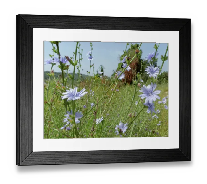 Framed Print : Wild chicory (Cichorium intybus) flowering in coastal grassland, Corfu, Greece. May Framed Print : Wild chicory (Cichorium intybus) flowering in coastal grassland, Corfu, Greece. May