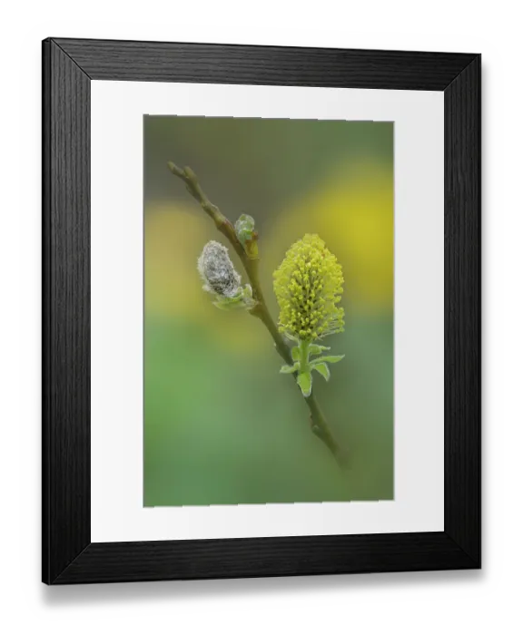 Framed Print : Goat willow (Salix caprea) emerging catkins, Brackagh Moss NNR, County Armagh, Northern Ireland, UK. April Framed Print : Goat willow (Salix caprea) emerging catkins, Brackagh Moss NNR, County Armagh, Northern Ireland, UK. April