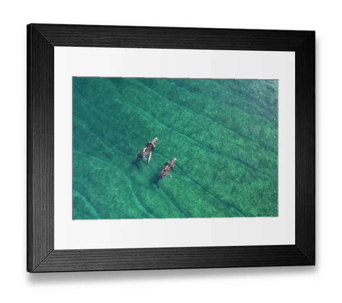 Framed Print : Aerial view of Southern right whales (Eubalaena australis) female with small calf and escort, Golfo Nuevo, Peninsula Valdez, Chubut Province, Argentina, Atlantic Ocean Framed Print : Aerial view of Southern right whales (Eubalaena australis) female with small calf and escort, Golfo Nuevo, Peninsula Valdez, Chubut Province, Argentina, Atlantic Ocean