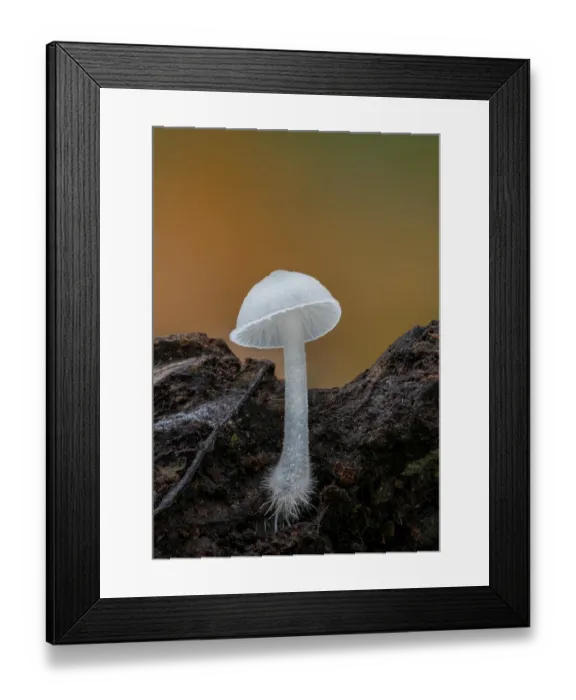 Framed Print : Fungus (Hemimycena sp.) growing in woodland, Clandyboye Estate, County Down, Northern Ireland, UK. November Framed Print : Fungus (Hemimycena sp.) growing in woodland, Clandyboye Estate, County Down, Northern Ireland, UK. November