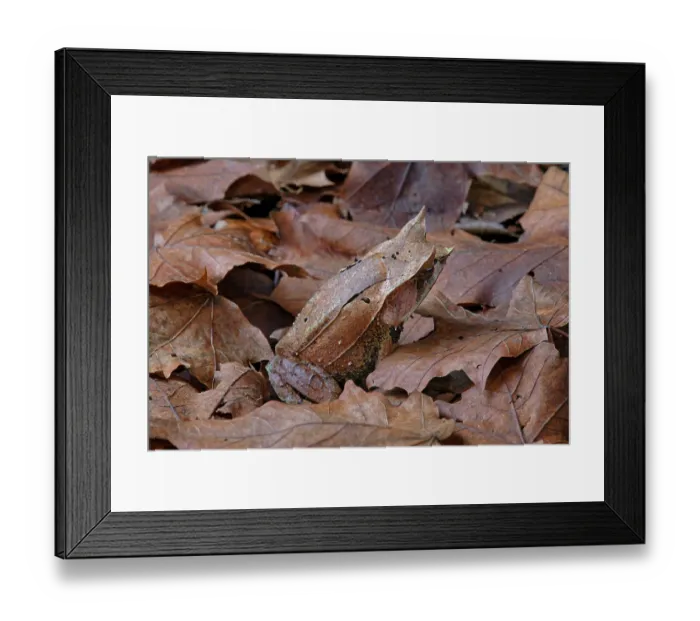 Framed Print : Long-nosed horned frog (Pelobatrachus nasutus) camouflaged among dried leaves, Malaysia Framed Print : Long-nosed horned frog (Pelobatrachus nasutus) camouflaged among dried leaves, Malaysia