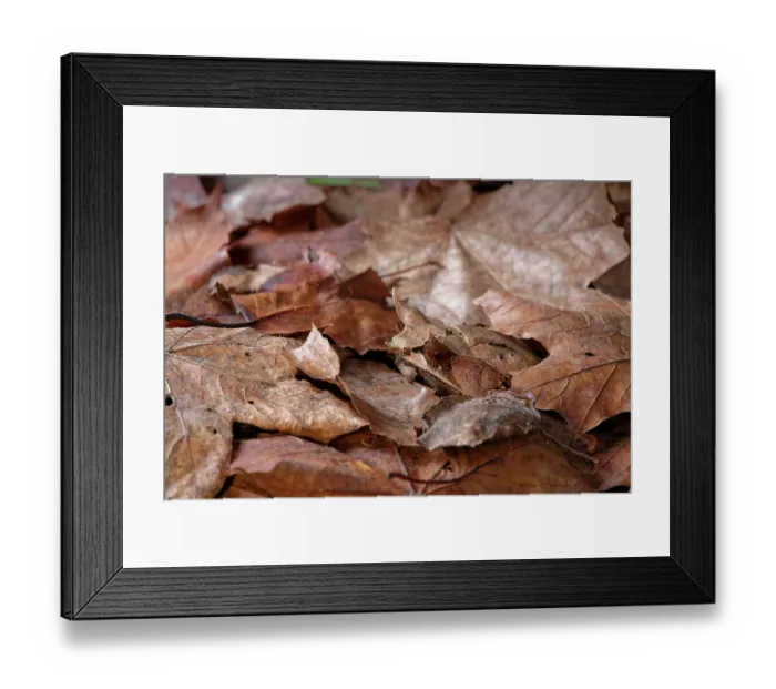 Framed Print : RF - Long-nosed horned frog (Pelobatrachus nasutus) resting among leaf litter, Malaysia. (This image may be licensed either as rights managed or royalty free.) Framed Print : RF - Long-nosed horned frog (Pelobatrachus nasutus) resting among leaf litter, Malaysia. (This image may be licensed either as rights managed or royalty free.)