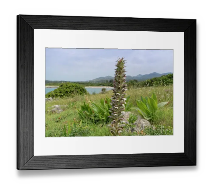 Framed Print : Spiny bear's breeches (Acanthus spinosus) flowering spikes and thistle-like leaves on a rocky coastal headland, Karniaris, Corfu, Greece. May Framed Print : Spiny bear's breeches (Acanthus spinosus) flowering spikes and thistle-like leaves on a rocky coastal headland, Karniaris, Corfu, Greece. May