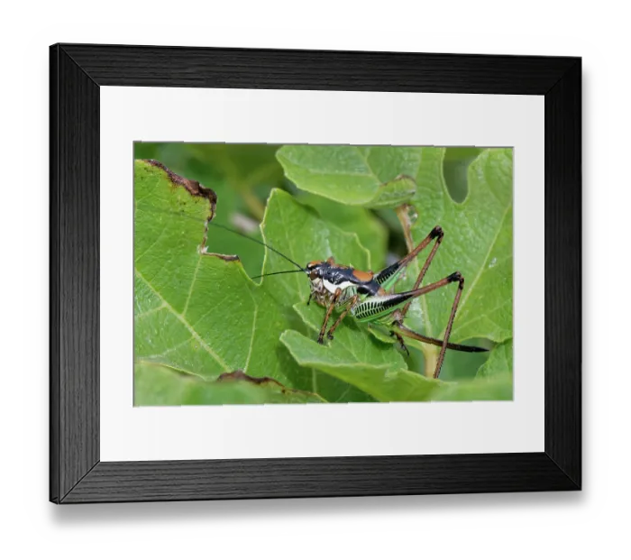 Framed Print : Chabrier's bush cricket (Eupholidoptera chabrieri garganica) female, sunning on coastal vegetation, Corfu, Greece. May Framed Print : Chabrier's bush cricket (Eupholidoptera chabrieri garganica) female, sunning on coastal vegetation, Corfu, Greece. May