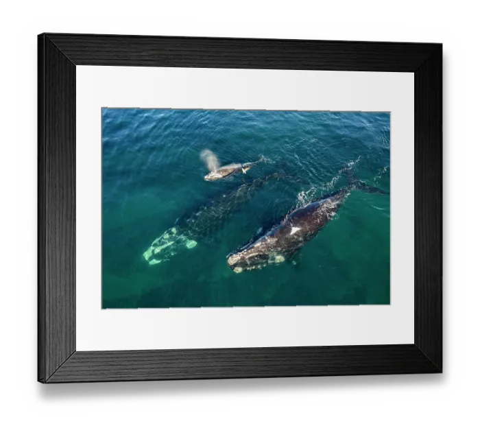 Framed Print : Aerial view of Southern right whales (Eubalaena australis) female with small calf and escort, Golfo Nuevo, Peninsula Valdez, Chubut Province, Argentina, Atlantic Ocean Framed Print : Aerial view of Southern right whales (Eubalaena australis) female with small calf and escort, Golfo Nuevo, Peninsula Valdez, Chubut Province, Argentina, Atlantic Ocean