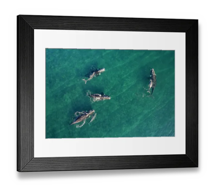 Framed Print : Aerial view of Southern right whales (Eubalaena australis) socialising group of mothers and calves with single individual, Golfo Nuevo, Peninsula Valdez, Chubut Province Framed Print : Aerial view of Southern right whales (Eubalaena australis) socialising group of mothers and calves with single individual, Golfo Nuevo, Peninsula Valdez, Chubut Province