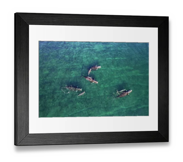 Framed Print : Aerial view of Southern right whales (Eubalaena australis) socialising group of mothers and calves with single individual, Golfo Nuevo, Peninsula Valdez, Chubut Province Framed Print : Aerial view of Southern right whales (Eubalaena australis) socialising group of mothers and calves with single individual, Golfo Nuevo, Peninsula Valdez, Chubut Province