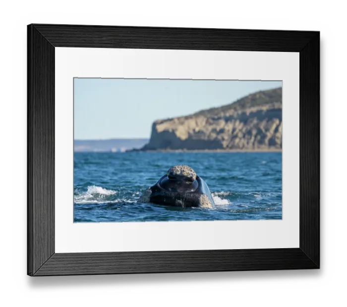 Framed Print : Southern right whale (Eubalaena australis) surfacing, rostrum showing callosities, Golfo Nuevo, Peninsula Valdez, Chubut Province, Argentina, Atlantic Ocean Framed Print : Southern right whale (Eubalaena australis) surfacing, rostrum showing callosities, Golfo Nuevo, Peninsula Valdez, Chubut Province, Argentina, Atlantic Ocean