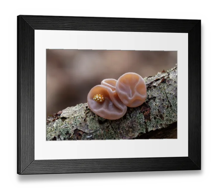 Framed Print : Jelly ear fungus (Auricularia auricula-judae) growing on a branch, Loughgall Country Park, County Armagh, Northern Ireland, UK. February Framed Print : Jelly ear fungus (Auricularia auricula-judae) growing on a branch, Loughgall Country Park, County Armagh, Northern Ireland, UK. February