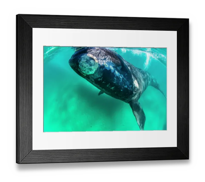 Framed Print : Southern right whale (Eubalaena australis) calf swimming underwater, Golfo Nuevo, Peninsula Valdez, Chubut Province, Argentina, Atlantic Ocean Framed Print : Southern right whale (Eubalaena australis) calf swimming underwater, Golfo Nuevo, Peninsula Valdez, Chubut Province, Argentina, Atlantic Ocean