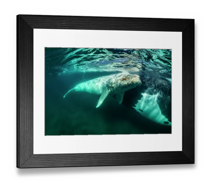 Framed Print : Southern right whale (Eubalaena australis) leucistic calf, swimming underwater next to its mother, Golfo Nuevo, Peninsula Valdez, Chubut Province, Argentina, Atlantic Ocean Framed Print : Southern right whale (Eubalaena australis) leucistic calf, swimming underwater next to its mother, Golfo Nuevo, Peninsula Valdez, Chubut Province, Argentina, Atlantic Ocean