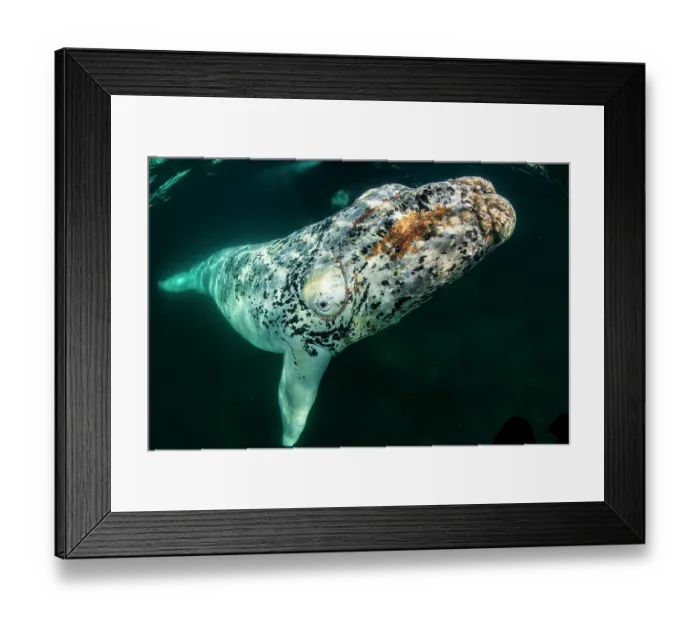 Framed Print : Southern right whale (Eubalaena australis) leucistic calf swimming underwater, Golfo Nuevo, Peninsula Valdez, Chubut Province, Argentina, Atlantic Ocean Framed Print : Southern right whale (Eubalaena australis) leucistic calf swimming underwater, Golfo Nuevo, Peninsula Valdez, Chubut Province, Argentina, Atlantic Ocean