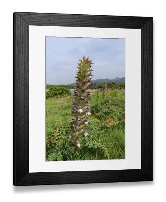 Framed Print : Spiny bear's breeches (Acanthus spinosus) flowering spike on a rocky coastal headland, Karniaris, Corfu, Greece. May Framed Print : Spiny bear's breeches (Acanthus spinosus) flowering spike on a rocky coastal headland, Karniaris, Corfu, Greece. May