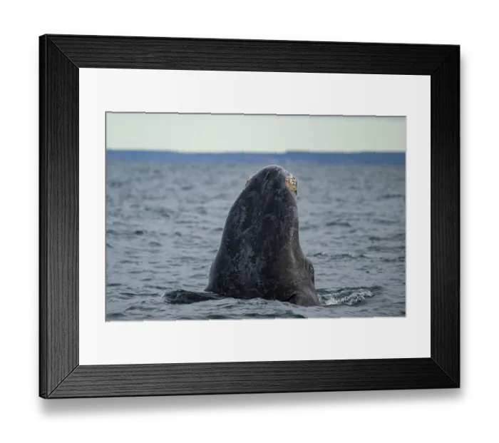 Framed Print : Southern right whale (Eubalaena australis) spyhopping, Golfo Nuevo, Peninsula Valdez, Chubut Province, Argentina, Atlantic Ocean Framed Print : Southern right whale (Eubalaena australis) spyhopping, Golfo Nuevo, Peninsula Valdez, Chubut Province, Argentina, Atlantic Ocean