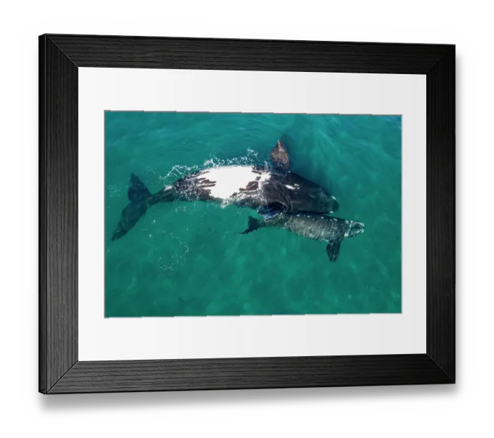 Framed Print : Southern right whales (Eubalaena australis) female and calf swimming together upside down at surface, Golfo Nuevo, Peninsula Valdez, Chubut Province, Argentina, Atlantic Ocean