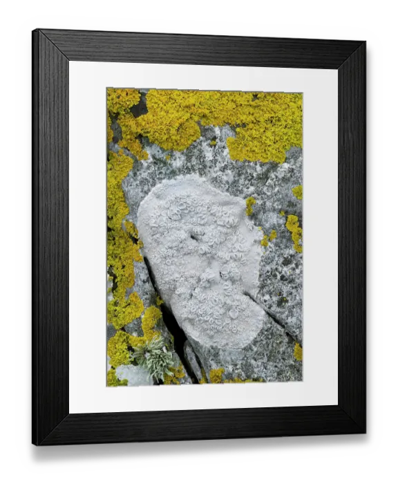 Framed Print : Lichen (Ochrolechia parella) growing on rock, Killard Point NNR, County Down, Northern Ireland, UK. May Framed Print : Lichen (Ochrolechia parella) growing on rock, Killard Point NNR, County Down, Northern Ireland, UK. May