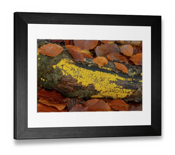 Framed Print : Lemon disco fungus (Bisporella citrina) growing on fallen log in woodland, Loughgall Country Park, County Armagh, Northern Ireland, UK. November Framed Print : Lemon disco fungus (Bisporella citrina) growing on fallen log in woodland, Loughgall Country Park, County Armagh, Northern Ireland, UK. November