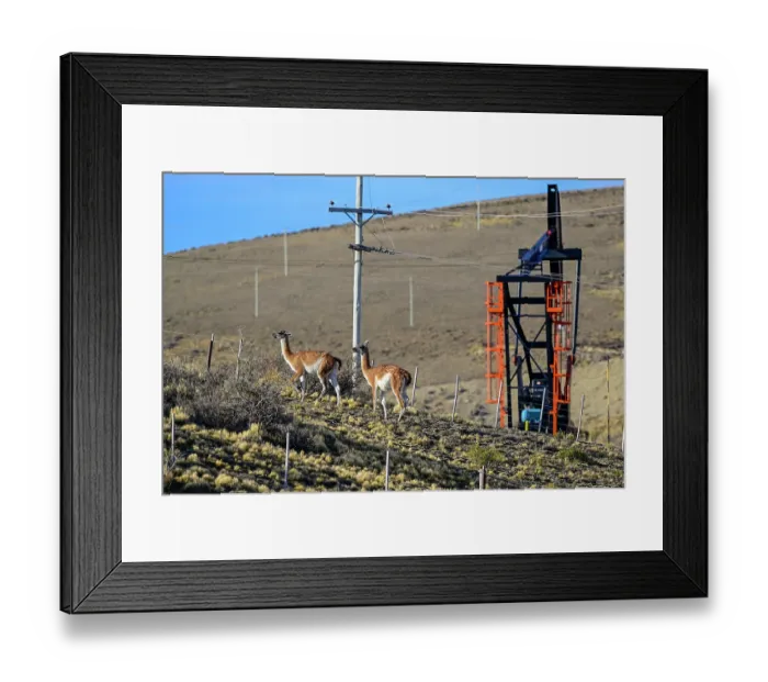 Framed Print : Two Guanacos (Lama guanicoe) standing on scrubland with oil extraction facilities in the background, near Comodoro Rivadavia, Chubut, Patagonia, Argentina Framed Print : Two Guanacos (Lama guanicoe) standing on scrubland with oil extraction facilities in the background, near Comodoro Rivadavia, Chubut, Patagonia, Argentina
