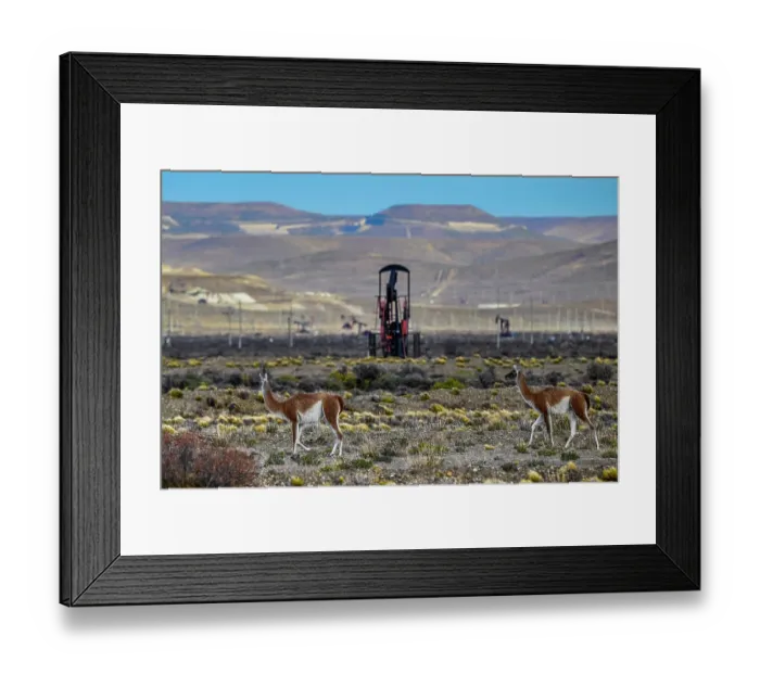Framed Print : Two Guanacos (Lama guanicoe) walking on scrubland with oil extraction facilities in the background, near Comodoro Rivadavia, Chubut, Patagonia, Argentina Framed Print : Two Guanacos (Lama guanicoe) walking on scrubland with oil extraction facilities in the background, near Comodoro Rivadavia, Chubut, Patagonia, Argentina