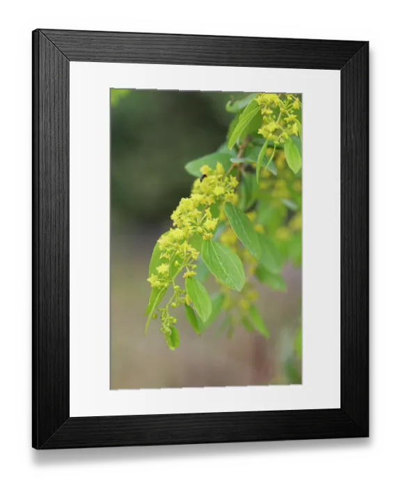 Framed Print : Jerusalem thorn tree (Paliurus spina-christi) flowering in coastal scrubland, Corfu, Greece. May Framed Print : Jerusalem thorn tree (Paliurus spina-christi) flowering in coastal scrubland, Corfu, Greece. May