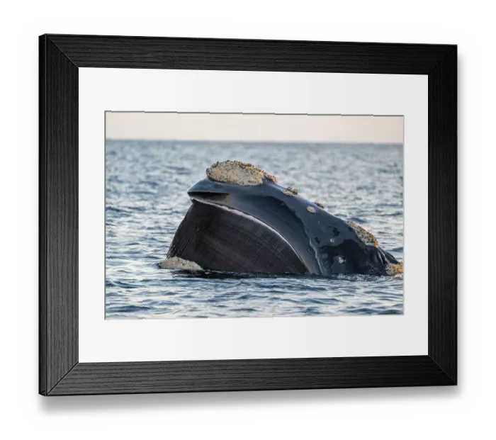 Framed Print : Southern right whale (Eubalaena australis) filter-feeding at the surface, showing baleen, Golfo Nuevo, Peninsula Valdez, Chubut Province, Argentina, Atlantic Ocean Framed Print : Southern right whale (Eubalaena australis) filter-feeding at the surface, showing baleen, Golfo Nuevo, Peninsula Valdez, Chubut Province, Argentina, Atlantic Ocean