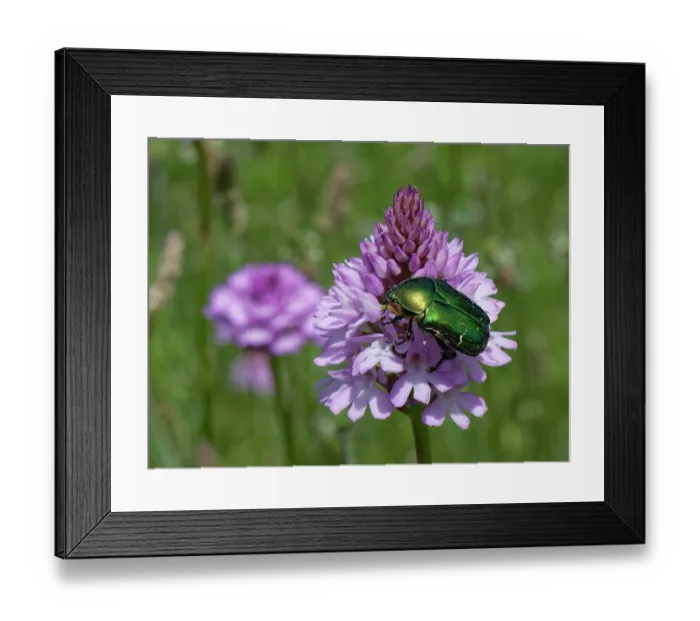 Framed Print : Rose chafer (Cetonia aurata) feeding on a Pyramidal orchid (Anacamptis pyramidalis) flowerhead, Corfu, Greece. May Framed Print : Rose chafer (Cetonia aurata) feeding on a Pyramidal orchid (Anacamptis pyramidalis) flowerhead, Corfu, Greece. May