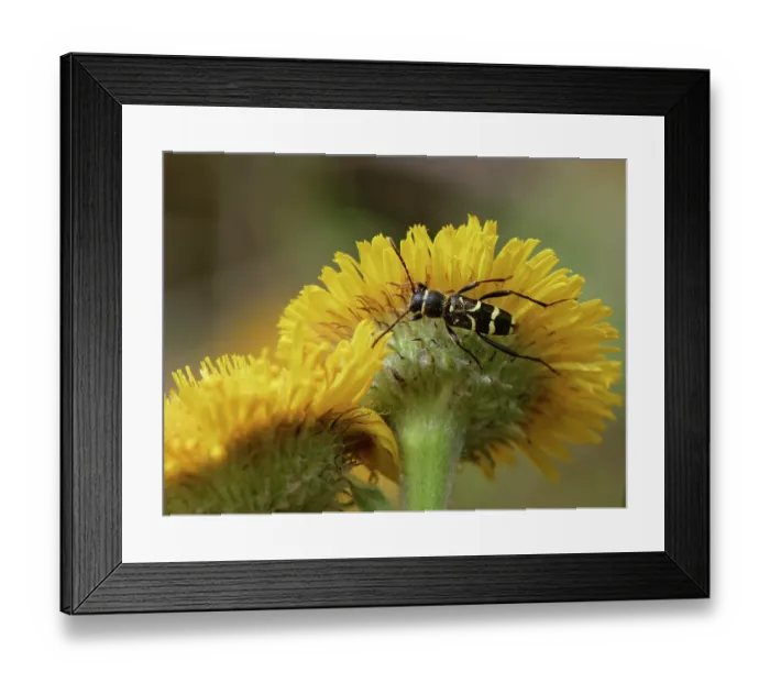 Framed Print : Round-necked longhorn beetle (Clytus rhamni) feeding on Mediterranean fleabane (Pulicaria odora) flowers, Corfu, Greece. May Framed Print : Round-necked longhorn beetle (Clytus rhamni) feeding on Mediterranean fleabane (Pulicaria odora) flowers, Corfu, Greece. May