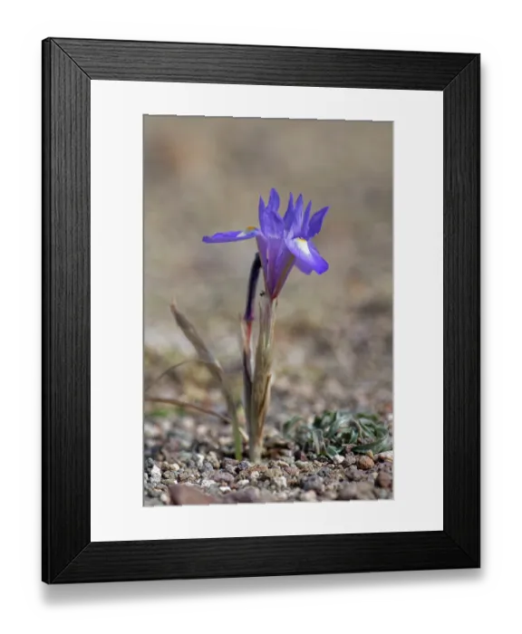 Framed Print : Barbary nut iris (Moraea sisyrinchium) flowering on arid coastal ground behind a beach, Cabo de Gata-Nijar Natural Park, Almeria, Spain. March Framed Print : Barbary nut iris (Moraea sisyrinchium) flowering on arid coastal ground behind a beach, Cabo de Gata-Nijar Natural Park, Almeria, Spain. March