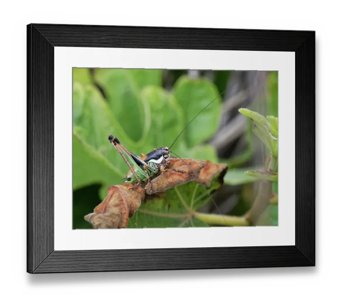 Framed Print : Chabrier's bush cricket (Eupholidoptera chabrieri garganica) male, sunning on coastal vegetation, Corfu, Greece. May Framed Print : Chabrier's bush cricket (Eupholidoptera chabrieri garganica) male, sunning on coastal vegetation, Corfu, Greece. May