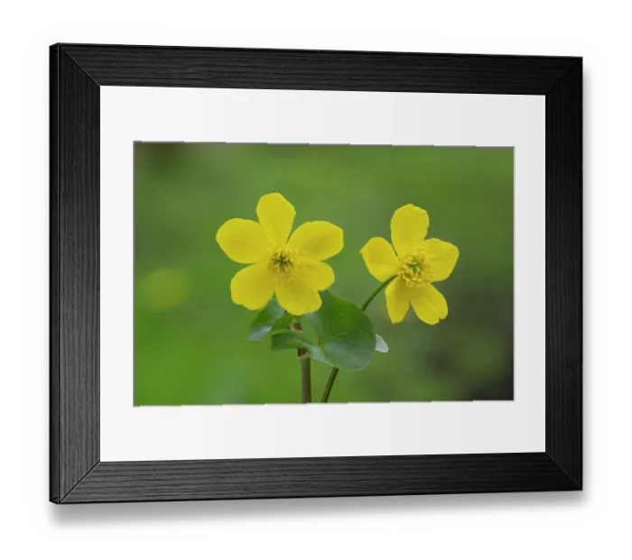 Framed Print : Marsh-marigold (Caltha palustris) in flower, Brackagh Moss NNR, County Armagh, Northern Ireland, UK. April