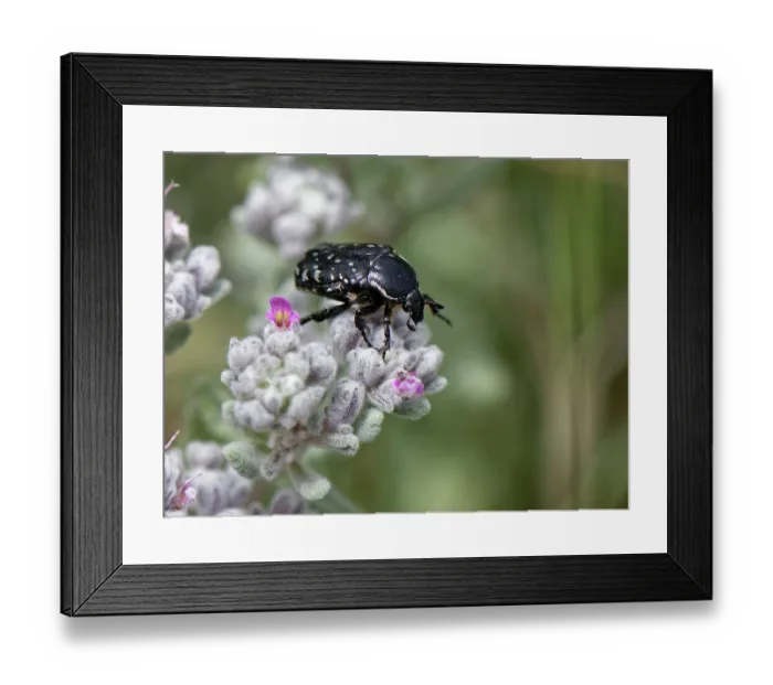 Framed Print : White-spotted rose beetle (Oxythyrea funesta) foraging on Felty germander (Teucrium capitatum) flowerhead in coastal grassland, Corfu, Greece. May