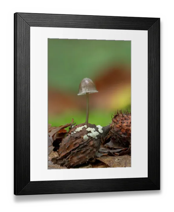 Framed Print : Milking bonnet (Mycena galopus galopus) growing out of a fallen Beech mast, Gosford Forest Park, County Armagh, Northern Ireland, UK. September Framed Print : Milking bonnet (Mycena galopus galopus) growing out of a fallen Beech mast, Gosford Forest Park, County Armagh, Northern Ireland, UK. September