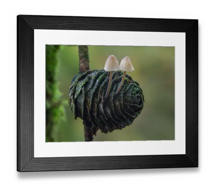 Framed Print : Angel's bonnet (Mycena arcangeliana) growing out of a dead Larch cone, Pomeroy Forest, County Tyrone, Northern Ireland, UK. November Framed Print : Angel's bonnet (Mycena arcangeliana) growing out of a dead Larch cone, Pomeroy Forest, County Tyrone, Northern Ireland, UK. November