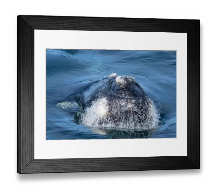 Framed Print : Southern right whale (Eubalaena australis) rostrum showing callosities, Golfo Nuevo, Peninsula Valdez, Chubut Province, Argentina, Atlantic Ocean Framed Print : Southern right whale (Eubalaena australis) rostrum showing callosities, Golfo Nuevo, Peninsula Valdez, Chubut Province, Argentina, Atlantic Ocean