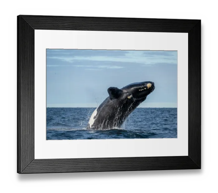 Framed Print : Southern right whale (Eubalaena australis) breaching, Golfo Nuevo, Peninsula Valdez, Chubut Province, Argentina, Atlantic Ocean Framed Print : Southern right whale (Eubalaena australis) breaching, Golfo Nuevo, Peninsula Valdez, Chubut Province, Argentina, Atlantic Ocean