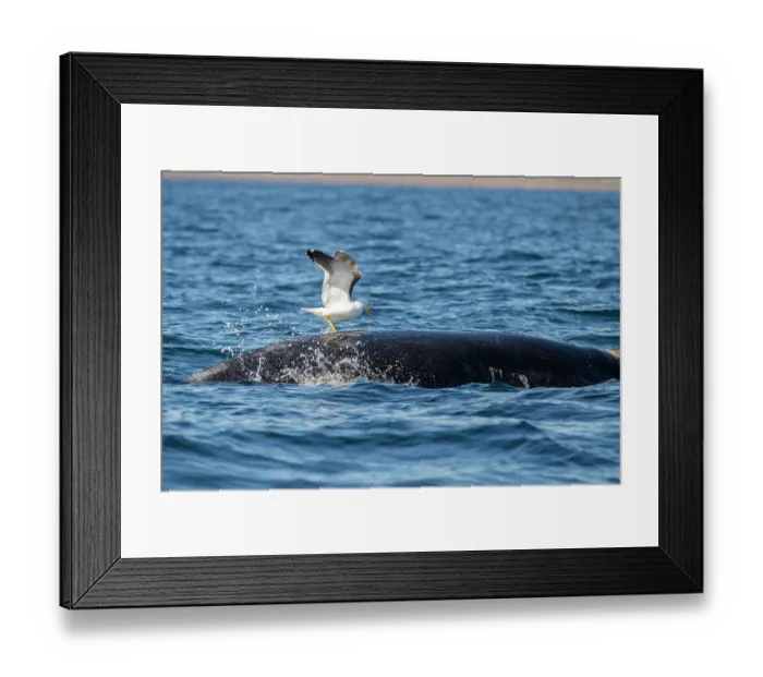 Framed Print : Kelp gull (Larus dominicanus) attacking Southern right whale (Eubalaena australis) to eat its blubber, Golfo Nuevo, Peninsula Valdez, Chubut Province, Argentina, Atlantic Ocean Framed Print : Kelp gull (Larus dominicanus) attacking Southern right whale (Eubalaena australis) to eat its blubber, Golfo Nuevo, Peninsula Valdez, Chubut Province, Argentina, Atlantic Ocean