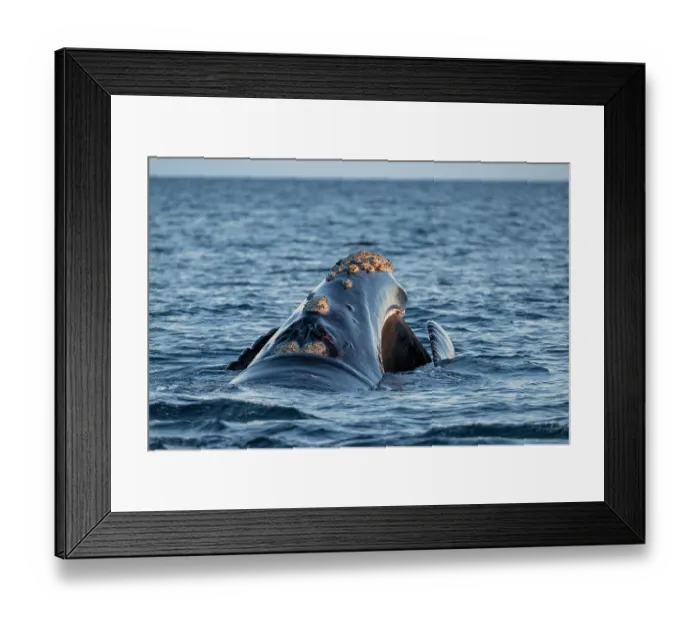 Framed Print : Southern right whale (Eubalaena australis) filter-feeding at the surface, showing baleen, Golfo Nuevo, Peninsula Valdez, Chubut Province, Argentina, Atlantic Ocean Framed Print : Southern right whale (Eubalaena australis) filter-feeding at the surface, showing baleen, Golfo Nuevo, Peninsula Valdez, Chubut Province, Argentina, Atlantic Ocean