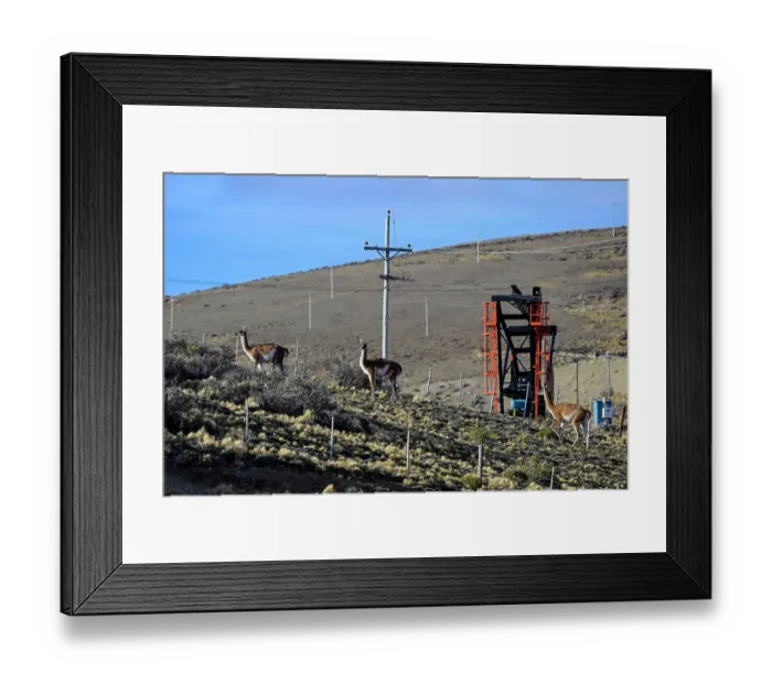 Framed Print : Three Guanacos (Lama guanicoe) standing on scrubland with oil extraction facilities in the background, near Comodoro Rivadavia, Chubut, Patagonia, Argentina Framed Print : Three Guanacos (Lama guanicoe) standing on scrubland with oil extraction facilities in the background, near Comodoro Rivadavia, Chubut, Patagonia, Argentina