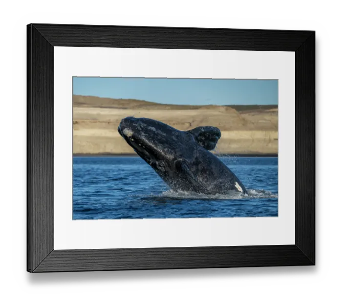 Framed Print : Southern right whale (Eubalaena australis) breaching. Golfo Nuevo, Peninsula Valdez, Chubut Province, Argentina, Atlantic Ocean Framed Print : Southern right whale (Eubalaena australis) breaching. Golfo Nuevo, Peninsula Valdez, Chubut Province, Argentina, Atlantic Ocean